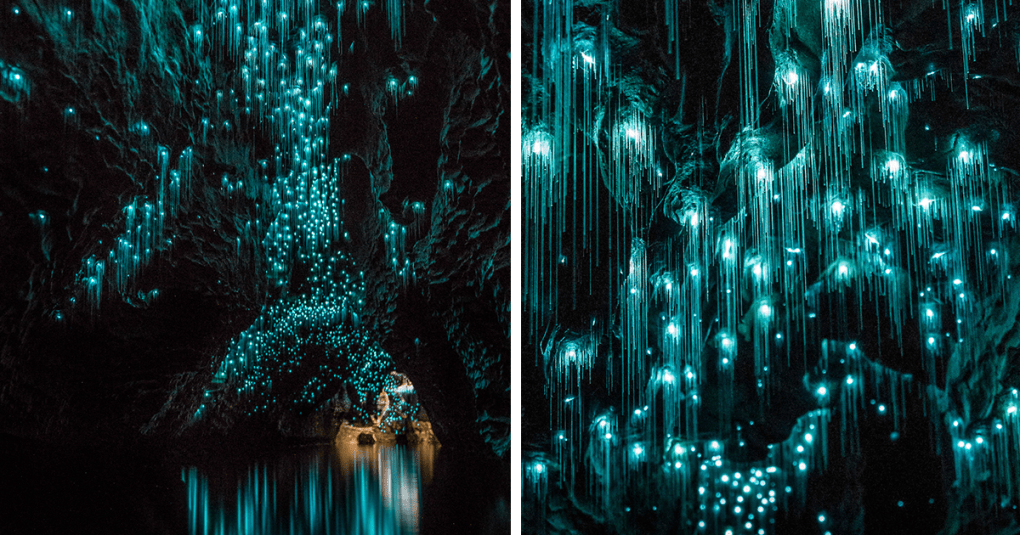 glow-worms-limestone-caves-shaun-jeffers-beautiful-new-zealand-raw.png